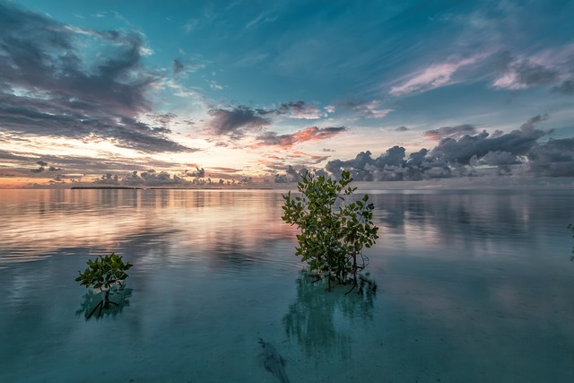 image from Aldabra Atoll