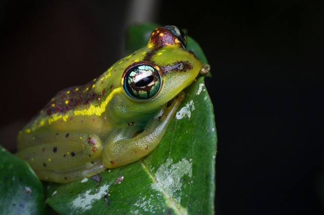 image from Andasibe Mantadia National Park Madagascar