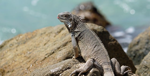 image from Sightseeing Aruba Region