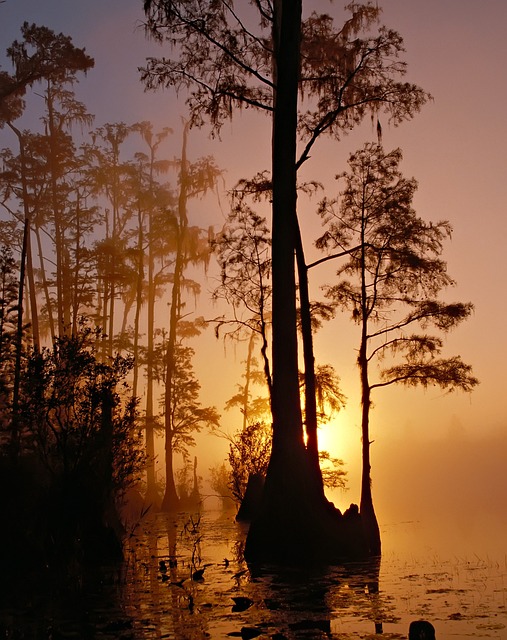 image from hidden-gems-in-Bay Lake, Florida