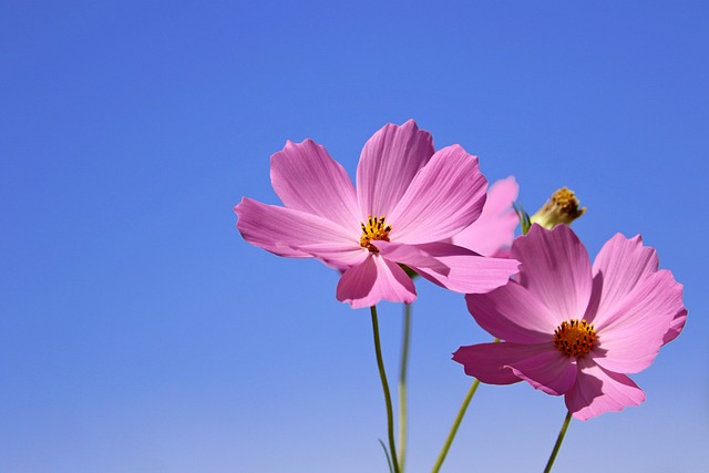 image from Botanical Garden Orto Botanico Padua