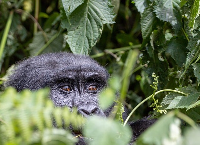 image from Bwindi Impenetrable National Park