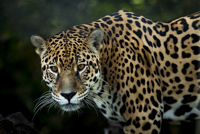 image from Chiribiquete National Park the Maloca of the Jaguar 