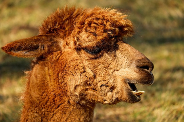 image from Cuzco Peru