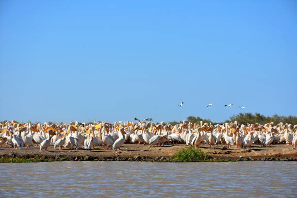 image from A Guide to Djoudj National Bird Sanctuary