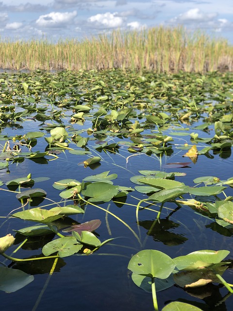 image from Everglades City Boat Tours