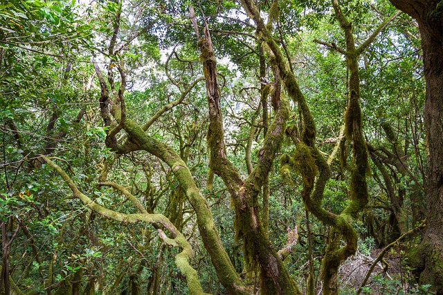 image from Garajonay National Park