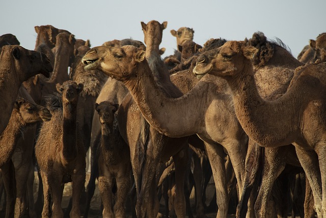 image from Family Friendly Activities Ghardaïa Province