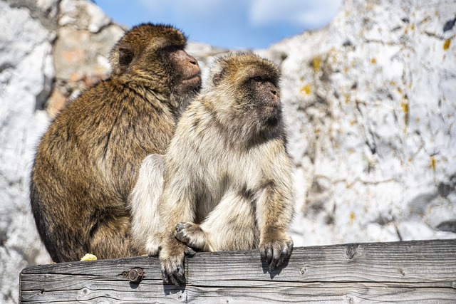 image from Gibraltar 5 Day Itinerary