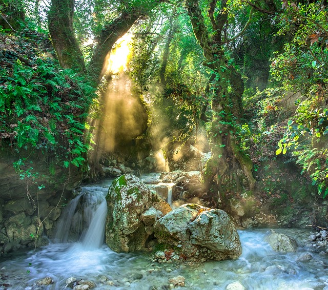 image from Gondwana Rainforests of Australia