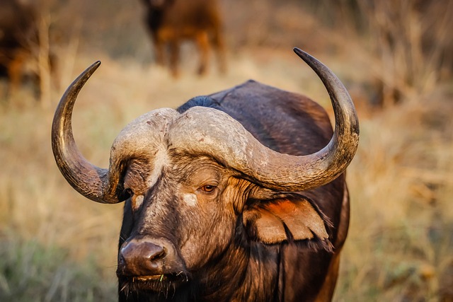 image from Head Smashed in Buffalo Jump