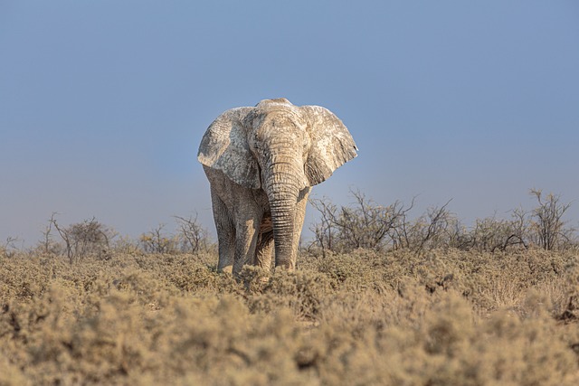 image from Etosha National Park Namibia