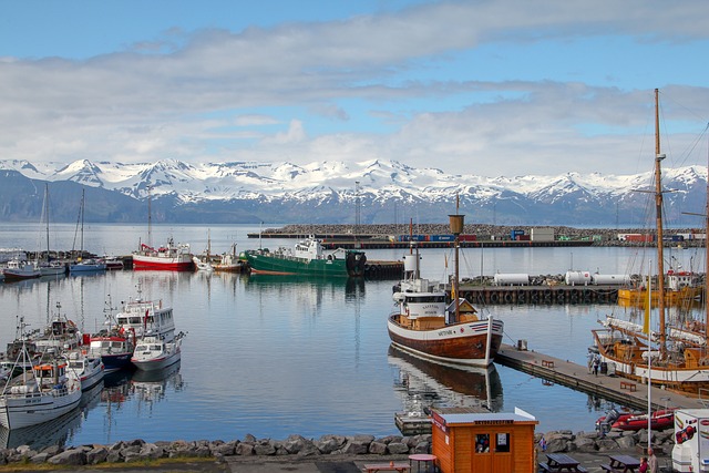 image from Animal activities Husavik