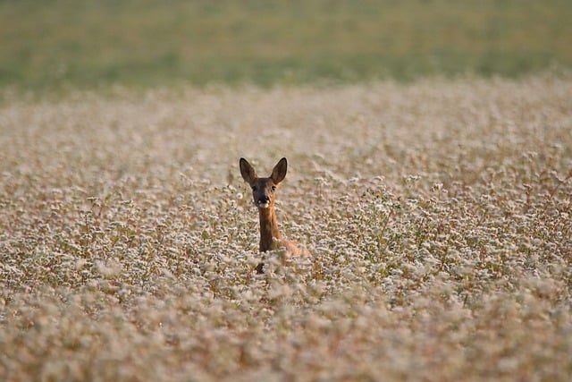 image from Ibiza Biodiversity and Culture