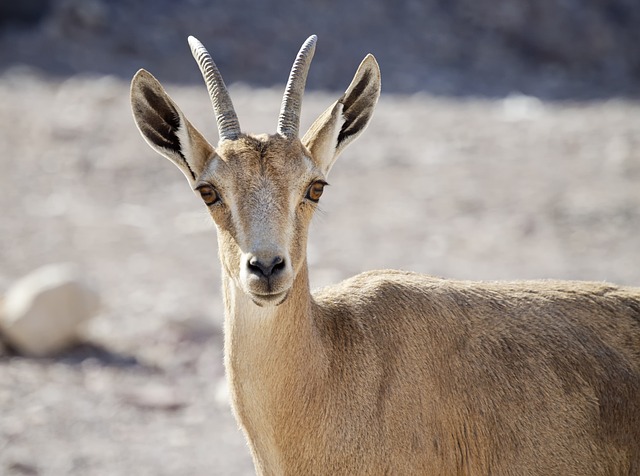 image from Israel 6 Day Itinerary