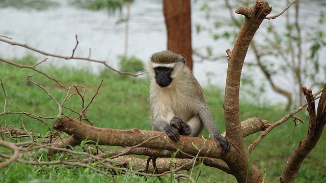 image from Jinja Boat Tours