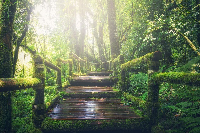 image from Jungles of Borneo