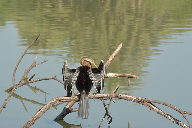 image from Keoladeo National Park