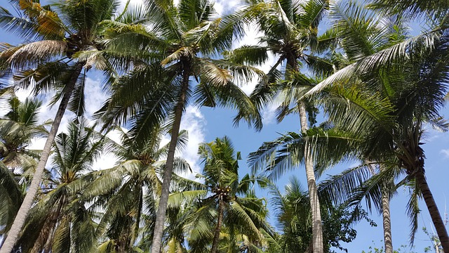 image from Sightseeing Lembongan