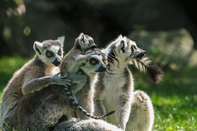 image from See Lemurs in Madagascar