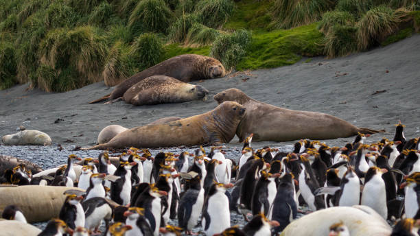 image from Macquarie Island