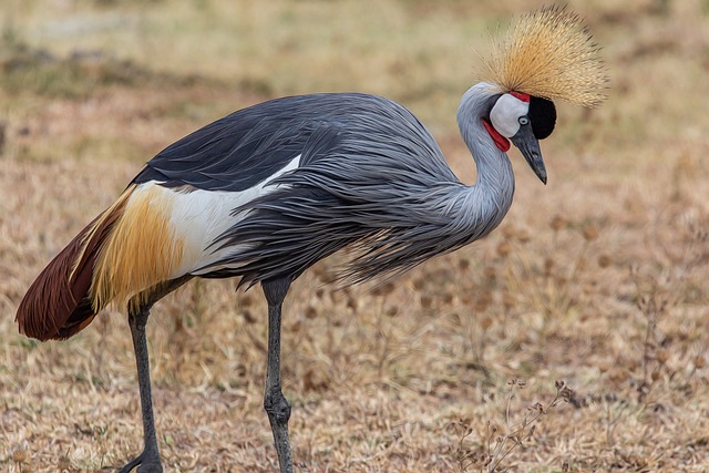 image from Ngorongoro Crater Conservation Area Tanzania