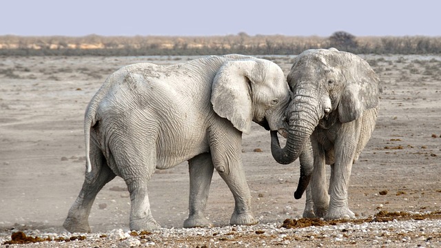 image from Los Kat Os National Park