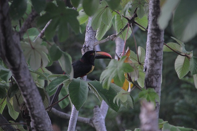 image from Bus Tours Manuel Antonio