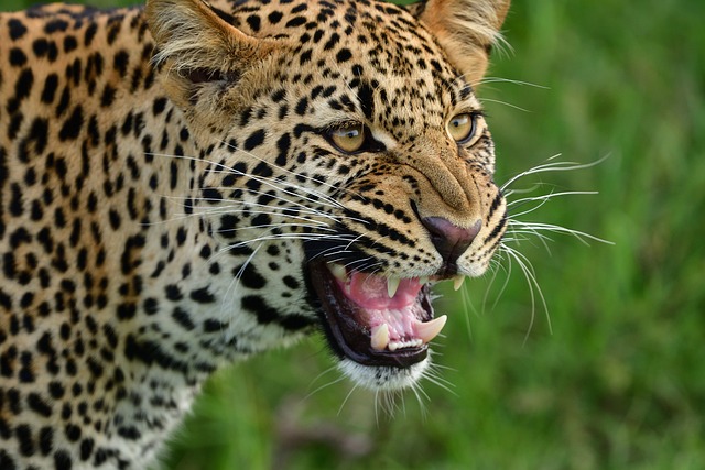 image from A Guide to Masai Mara Serengeti