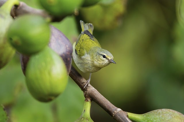 image from Memphis, Tennessee, USA-nature-spots