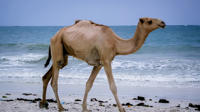 image from Mombasa Boat Tours