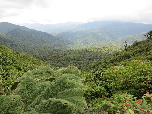 image from Attraction Tours Monteverde