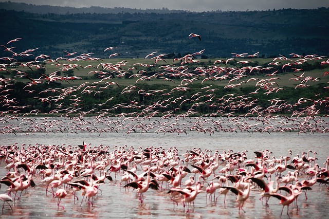 image from Mt. Kenya Wildlife Conservancy