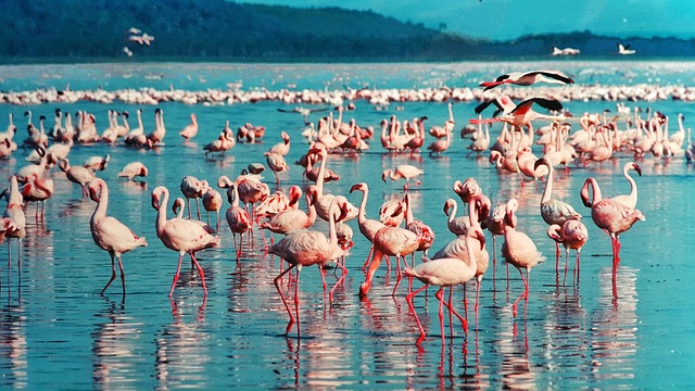 image from Multi-day Trips Nakuru