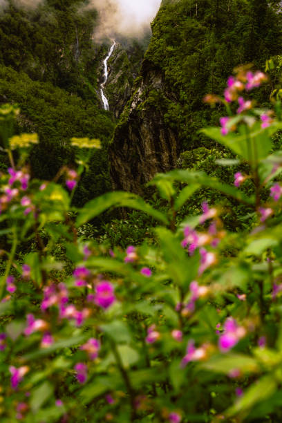 image from Nanda Devi and Valley of Flowers National Parks 