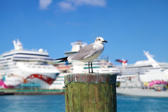 image from Nassau Boat Tours