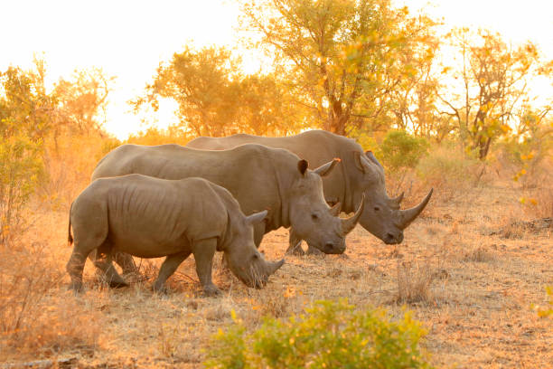 image from Ngorongoro Crater Conservation Area Tanzania