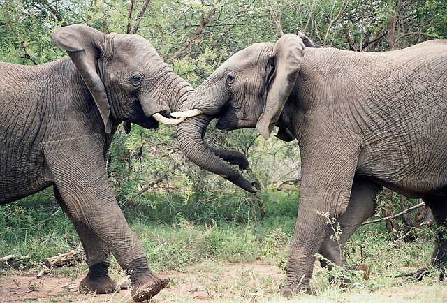 image from Niokolo-Koba National Park