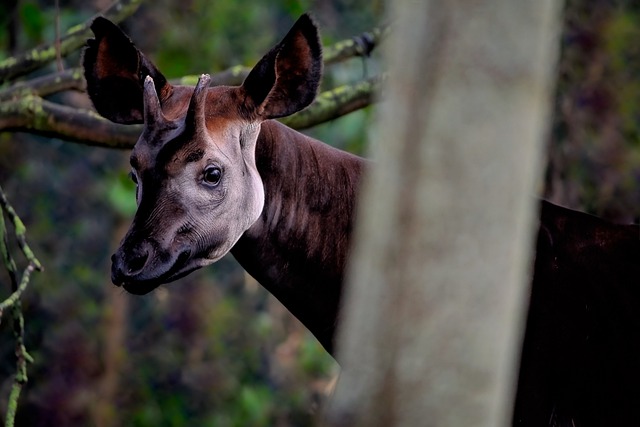 image from Okapi Wildlife Reserve