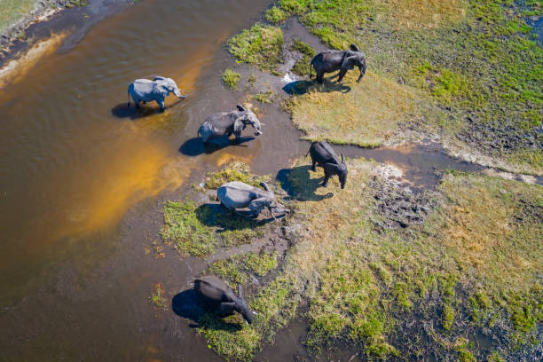 image from A Guide to Okavango Delta