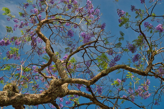 image from Osa Peninsula Costa Rica