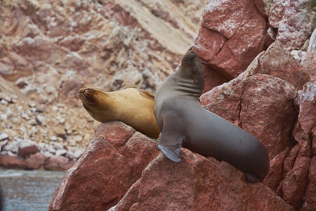 image from Group Activities Paracas