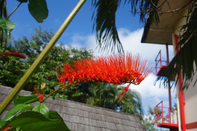 image from Sightseeing Paramaribo