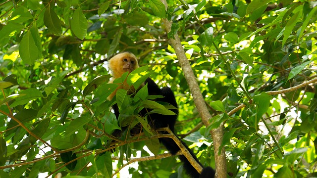 image from Parque Nacional Manuel Antonio