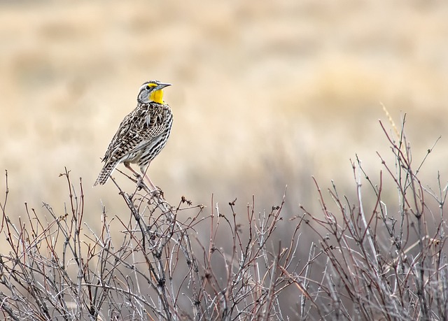 image from Multi-day Trips Pashchimanchal (Western Region)