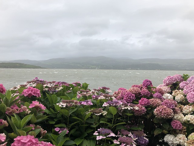 image from Portmeirion