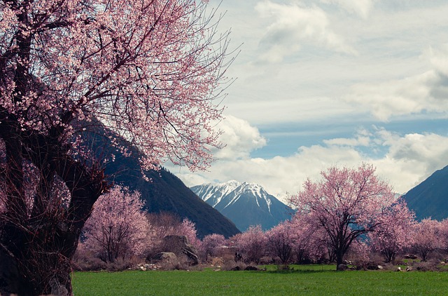 image from Lhasa Tibet 3 Day Itinerary