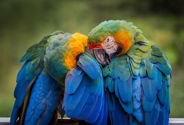 image from Couple Activities Puerto Ayora