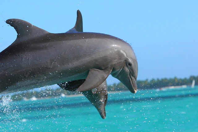 image from Bus Tours Punta Cana