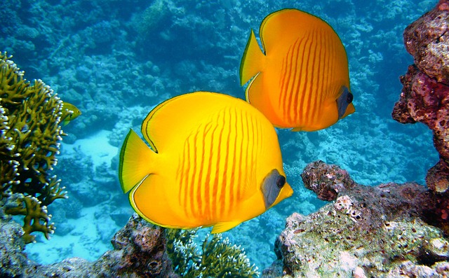 image from Belize Barrier Reef Reserve System